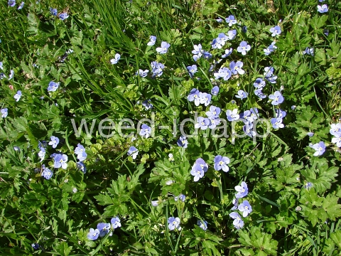 speedwell, Persian